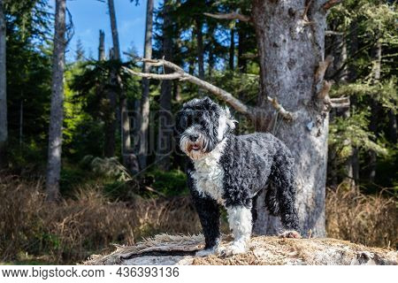 Portuguese Water Dog Standing On Driftwood Log At Sombrio Beach, Port Renfrew, British Columbia, Can