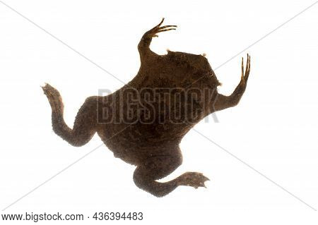 A Strange Surinam Toad On White Backround