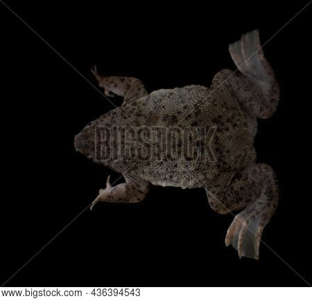 Parvas Venezuela Toad, Pipa Parva, Isolated On White