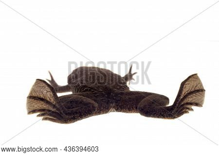 A Carvalhos Surinam Toad On White Background