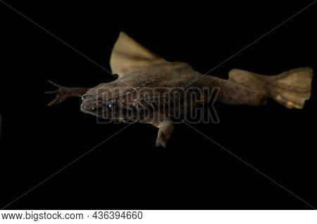 A Carvalhos Surinam Toad On Black Background