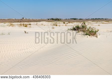 Vegetation Over Sand Dunes