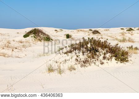 Vegetation Over Sand Dunes