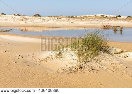 Vegetation With Sand And Lake