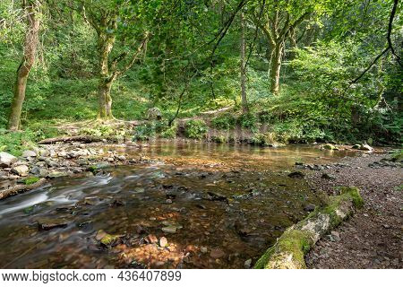 Horner Woods In Somerset