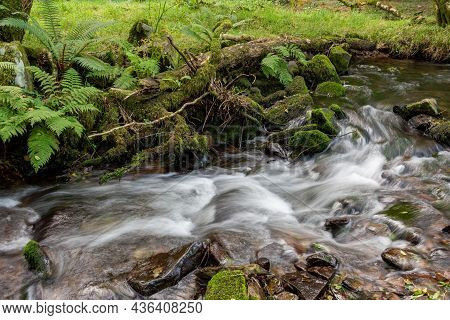 Horner Woods In Somerset