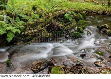 Horner Woods In Somerset