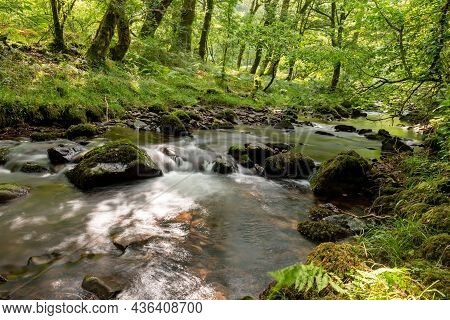 Horner Woods In Somerset