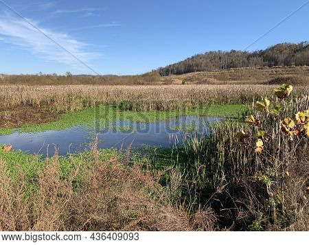 Gupton Wetlands In The Winter, Roane County, Tennessee, Tva Lakeshore Park