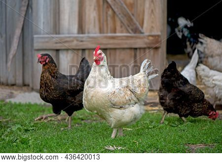 Hens Feeding With Corns In The Hen House. Farm Business With Group Of Chicken. White Hen In Chicken 
