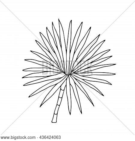 Vector Illustration Of A Black Dracaena Plant Isolated On A White Background