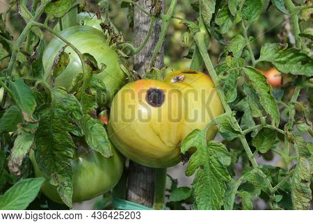 Tomato Fruit Disease And Problems. Tomato Anthracnose Disease Signs, Black Rot On An Unripe Green To