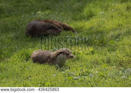 Beautiful Portrait Of Otter Mustelidae Lutrinae In Summer Sunlight On Lush Grass