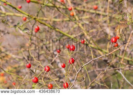 Ripe Rose Hips On The Branches Of A Bush Close-up In Late Autumn