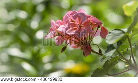 Geranium. Small Pale Pink Flowers. Floral Background. Pink Flowers Of Homegrown Violets In A Pot. Bo