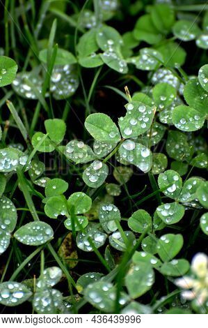 Green Background With Fresh Grass. Clover Leaves With Rain Water Drops. Natural Floral Background. S