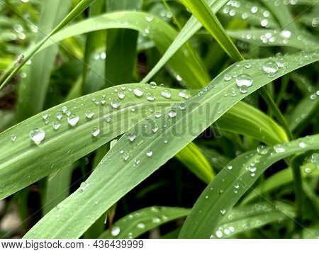 Fresh Green Grass With Rain Water Drops. Summer Nature Background. Nature Scene With Droplets On Gre