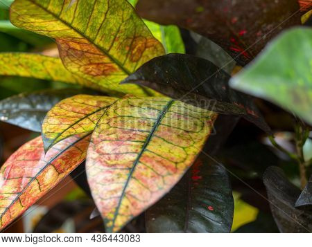 Close-up Of The Leaves Of The Codiaeum Variegatum Gold Plant