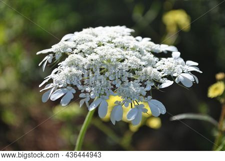 Picture Of A Wild Carrot Flower (daucus Carota)plants Or Indian Carrot White Flowers And Seeds Bloom
