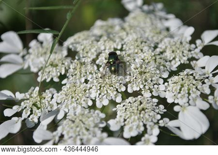 Picture Of A Wild Carrot Flower (daucus Carota)plants Or Indian Carrot White Flowers And Seeds Bloom