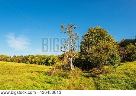 Landscape With Path And Trees Near Hohen Demzin, Germany.