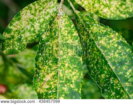 Defected Leaves Of Euonymus On A Branch Against Foliage. Problem With Scale Insects.