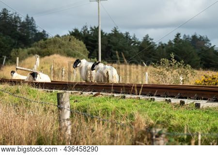 Group Of Sheep Resting On Railway Line In Fintown - Ireland
