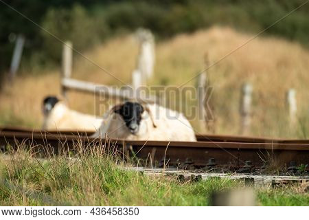 Grass With Blurry Group Of Sheep Resting On Railway Line In The Background In Fintown - Ireland