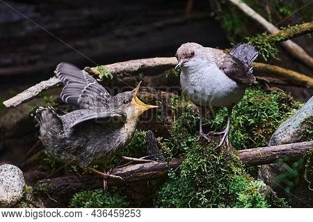 Baby Bird Sittiing On Edge Of The Nest And Trying To Fly.