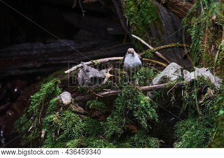 Baby Bird Sittiing On Edge Of The Nest And Trying To Fly.