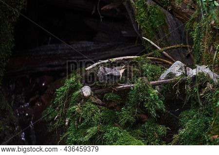 Baby Bird Sittiing On Edge Of The Nest And Trying To Fly.