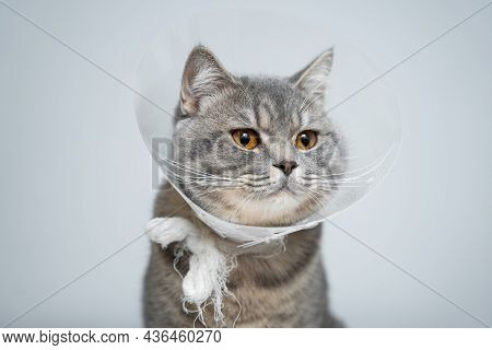 Gray Scottish Straight Cat With Yellow Eyes In Medical Collar Poses In Studio On Gray Background. El