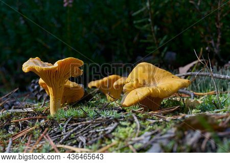 Chanterelles (cantharellus Cibarius) On The Ground In A Forest In Autumn