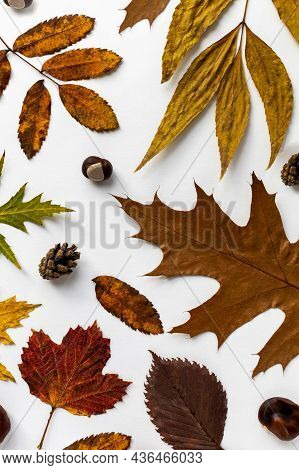 Autumn Leaves From Different Tree Species With Cones, Chestnuts And Acorns With Creative Concept Lin