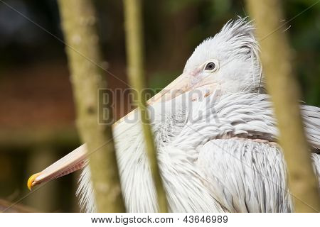 Pink-backed Pelican - Pelecanus Rufescens