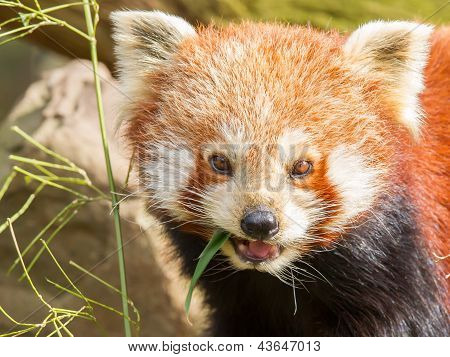 The Red Panda, Firefox Or Lesser Panda