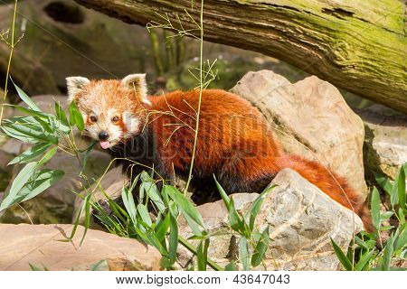 The Red Panda, Firefox Or Lesser Panda