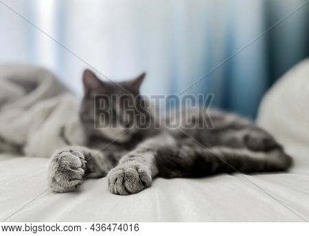 A Blurry Gray Beautiful Cat Is Lying On The Owner's Bed, Comfortably Ensconced. The Cat Stretched Ou