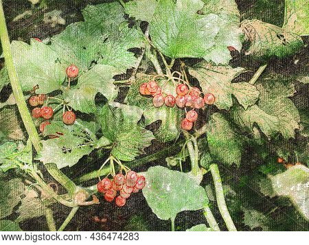 Red Viburnum Berries On A Branch In The Garden. Viburnum Vulgaris. Guelder Rose (viburnum Opulus) Be