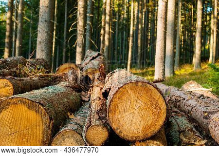Freshly Cut Trees In The Forest. Rows Of Piled Of Logs