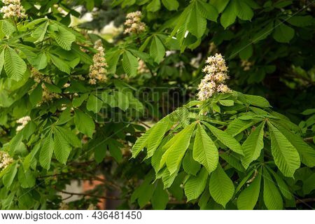 Blooming Horse Chestnut On A Green Bokeh Or Blurred Background. Flowers Of Chestnuts Tree In Spring 