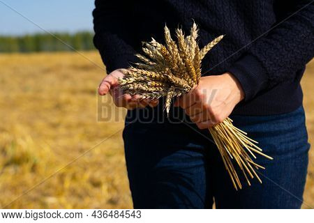 Woman In Blue Sweater And Jeans Is Holding Bunch Of Mature Dried Corn Wheat Sterms. Bread Spicas Aft