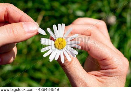 Close Up View Of Small White Floret Chamomile With Petals Teared Off One By One On Bright Sunlight, 