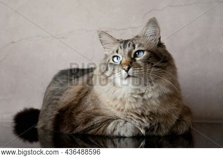 Big Beautiful Striped Blue-eyed Cat Sits On A Reflective Black Surface