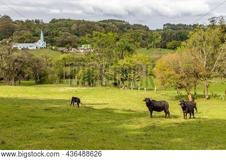 Herd In A Farm Field