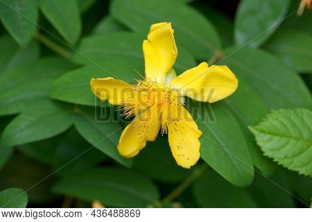 Creeping St. John's Wort, Hypericum Calycinum