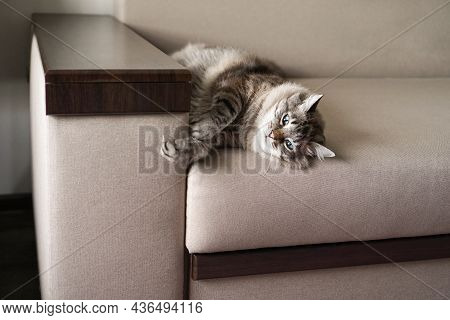 A Large Domestic Tabby Cat Lies On The Couch.