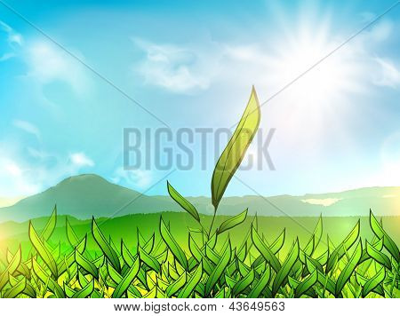 Tea Plantation