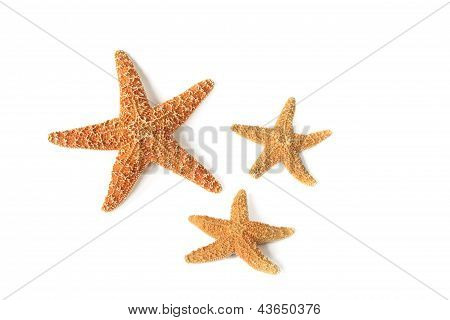 Estrella de mar (Asterias rubens)