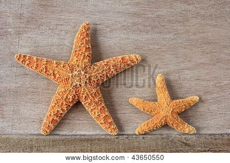 Estrella de mar del mar del norte